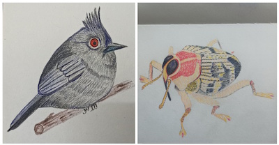 (L) A black round bird with red eyes perched on a branch. (R) Drawing of a small weevil with large black eyes, a black snout, red thorax, and brown and tan elytra. Both are drawn with color pencils on paper. 