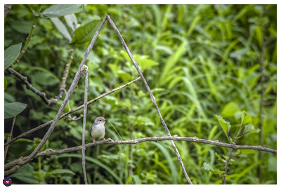 A grey prinia with a green vine in its beak. It is perched on a branch and you can see branches around it making a triangle. There is lot of green grass and leaf in the background.