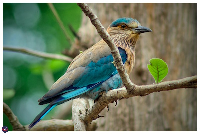 An Indian Roller, a bird with blue wings, and light orange color chest and neck. the eyes are black with a dark orange border. the cap is also blue. It is  perched on a branch, and there is a single green leaf in front of it.